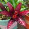 Bulbi di giglio perenni，Lilium bulbi giganti，Pianta di giglio，Crescita rapida，Facile da piantare e mantenere，Crea un giardino facilmente-2 bulbi-D