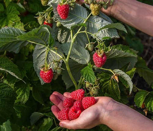 Dehner Bio Himbeere Sugana® Twotimer®, Selbstbefruchter-Sorte, süsse aromatische rote Früchte, 30-50 cm exkl. Pflanztopf, Beerenstrauch