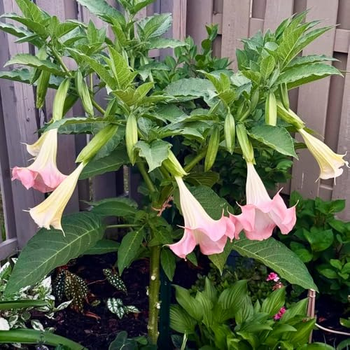 EngelstrompetePflanzeSamen、schnittSamenzimmerpflanzen、zum einpflanzenPflanzensamen、indoor garten deko für draußen 50pcs