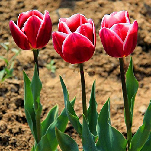 10pcs / bag Tulpe Samen Seltene Bonsai Blumensamen schöne gemischte Farbe Tulpen Topf ausdauernde Hausgärten Tulpe Pflanzen 3