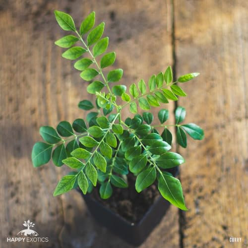 1 árbol de hoja de curry | Murraya Koenigii | Cultivado a partir de semillas | Planta de interior de la India y Sri Lanka | 10-15cm de altura en maceta de 7cm | Planta de curry | Bergera Koenigii
