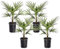 Plant in a Box - Trachycarpus Fortunei - Set di 4 - palma asiatica - palma Resistente - Palma a ventaglio - Vaso 21cm - Altezza 35-45cm