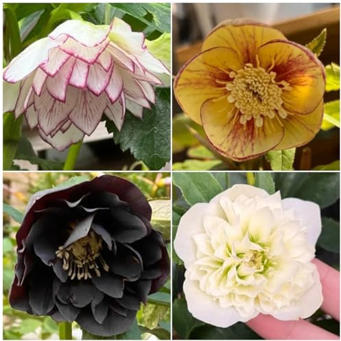 200 pz Semi di rosa di Natale semi di fiori perenni resistenti Le piante perenni sono piante perenni resistenti Regalo da giardino, piante per luoghi soleggiati Regalo di semi di