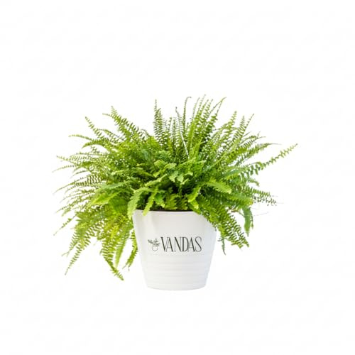 Vandas Nephrolepis Exaltata Green – Felce da Interno Sempreverde in Basket | Chioma 40 cm | Facile Cura e Fogliame Fitto | Made in Italy