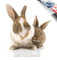Kaninchen Kalender 2022 2023 - Niedliche Tiere Wandkalender - 16 Monate Wandkalender