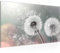 Runa Art Bild Pusteblume Modern Wandbilder Wohnzimmer Schlafzimmer 1 Teilig - Made in Germany - Blumenwiese Türkis Grau Flur 023614b
