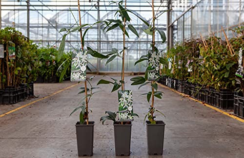 Clematis armandii Plant - Snowdrift - Climbing Shrub, Evergreen, 1 x 2 -Litre Potted Plant by Suttons