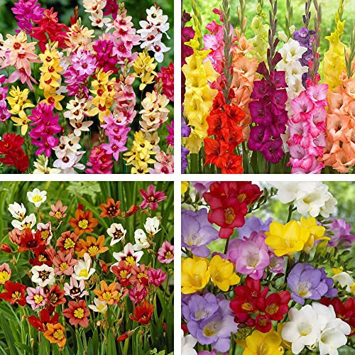 35 x Garden Pack – Ixia Corn Lily Mixed, Freesia Single Mixed, Gladiolus Grandiflora Mixed and Sparaxis Tricolour – Perennial – Summer Flowering Bulbs – for Your Beautiful Garden