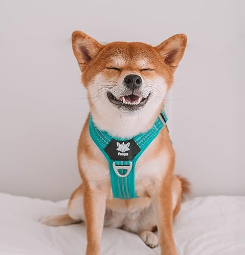 Hundegeschirr – 3 m, reflektierend, mit Haken vorne und hinten, verstellbar und leicht, Sicherheitsverschluss, verstärkte Aluminiumkappe im Nacken, wasserdicht, Größe S, Türkis