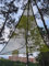 QWEIAS Revolutionary Giant Aerial Camping Hammock - 300cm Multi-Person Canvas Hammock - Triangle Aerial Mat - 3 Point Outdoor Hammock - Green
