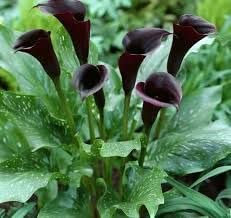 Ponak Neue 100pcs Calla-Lilien-Blumensamen schwarz