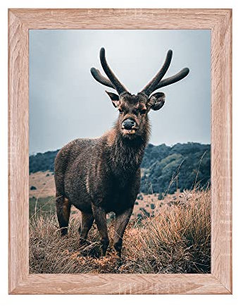 Rahmendesign24 Posterrahmen Fiona 60x80 Sonoma Eiche Fotorahmen, Wechselrahmen, Bilderrahmen