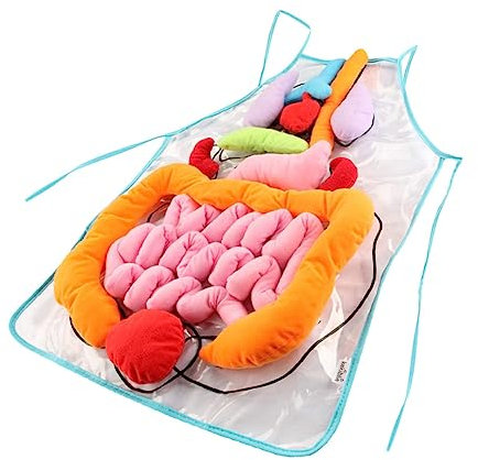 Abaodam 1satz Apron Für Lernhilfe Lustiges Lehren Von Menschlichen Organen Schürze Für Frühkindliche