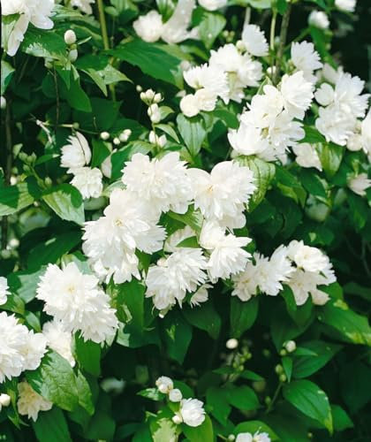 Philadelphus 'Schneesturm' 60-100 cm - Duftjasmin, weiße Blüten, Blütezeit Juni-Juli, ideal für Hecken, bienenfreundlich, pflegeleicht