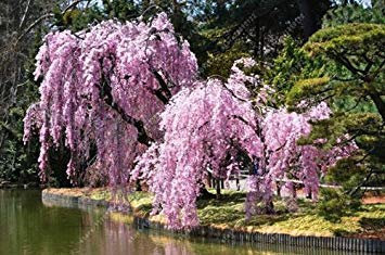 Vista 10 teile/beutel weinende sakura samen, kirschblüten samen, schöne sakura baum bonsai topfpflanze baum blumensamen für hausgarten 4