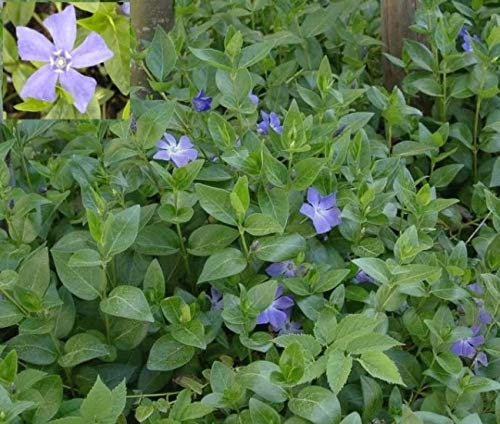 Vinca minor - Kleinblättriges Immergrün - Stückzahl Rabatt 20er-Paket