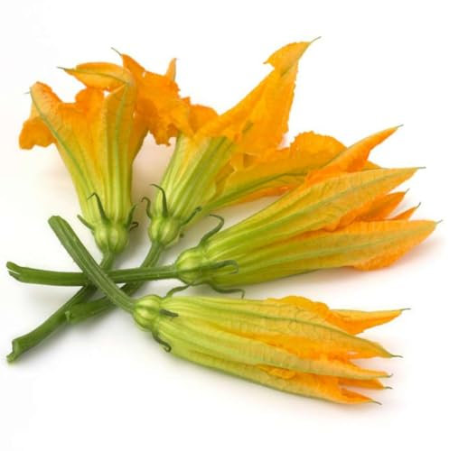 Semi ZUCCHINE DA FIORE O FIORI DI ZUCCA In Busta Ermetica MADE IN ITALY Qualità superiore con 95% di germogliazione con istruzioni