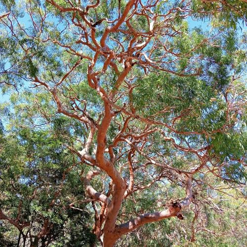 100 Pcs Eukalyptus Deko Samen - Eucalyptus Robusta - Baumsamen, Bonsai Samen Indoor Eukalyptus Gunnii Baum Winterhart Samen, Baumsamen Bäume Garten Winterhart Pflanzen Samen, Bäume