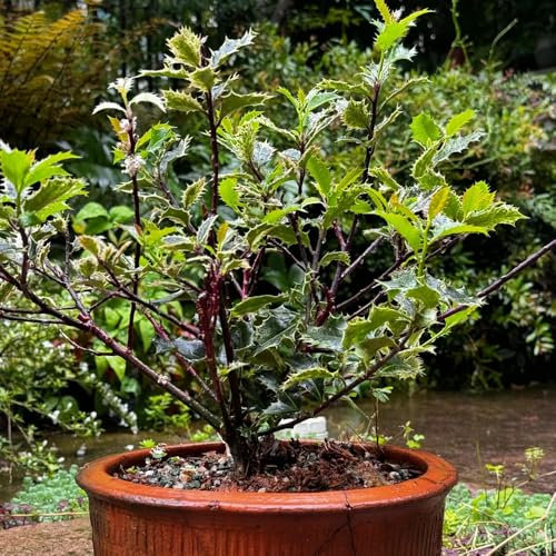 350 Pcs Stechpalme Winterhart Samen - Sträucher Winterhart Blühend Baumsamen Stechpalme Samen, Kräutergarten Küche, Minigarten Kräuterpflanzen Winterfeste Pflanzen Für Garten, Bio