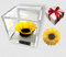 Passionefiori.it Cubo Girasole Stabilizzato 8cm con Fondo Effetto Acqua. Girasole eterno, idea regalo fidanzata, Mamma, Natale,Compleanno,Anniversario