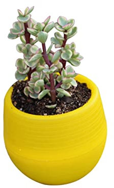 VINTORKY Pot De Fleur Jaune pour Plantes Succulentes Résine Pot De Fleurs pour Cactus Décoration Maison Bureau pour Plantes