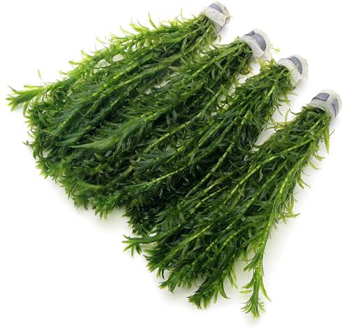 40 Elodea Densa Stems - 4 Bunches - Oxygenating Weed Live Pond Plant Water Aquarium Aquatic Plants Egeria k2aqua