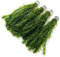 40 Elodea Densa Stems - 4 Bunches - Oxygenating Weed Live Pond Plant Water Aquarium Aquatic Plants Egeria k2aqua