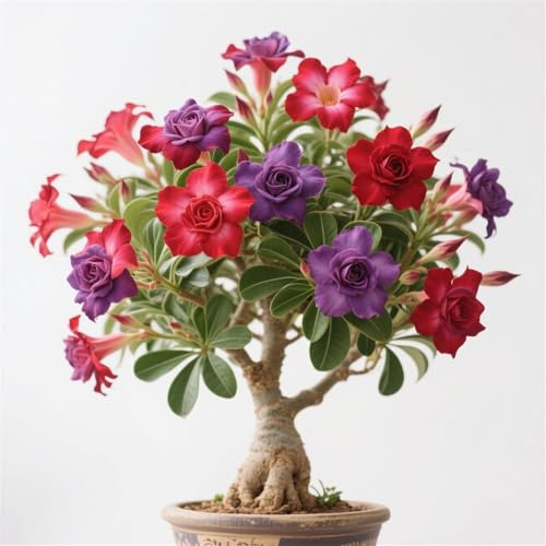 Mix Garden Bulbs, Desert Rose Bulbs, Golden Beautiful, Desert Rose Plant Bulbs, Adenium obesum Plant, Mix Wedding Flowers, 1Bulbs-B