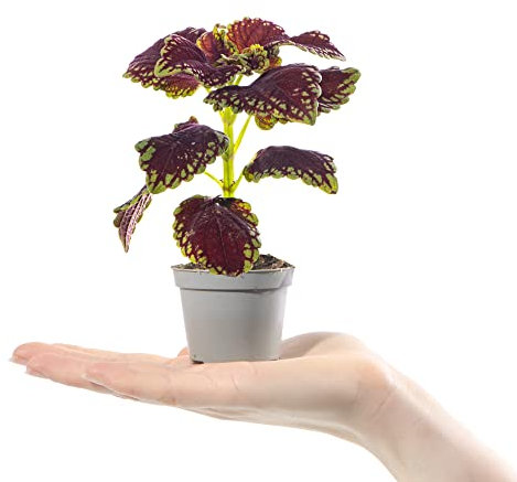 Baby Painted Nettle Plant - Coleus Main Street Abbey Road Small Evergreen Houseplant | Air Purifying Indoor Plant for Home, Office, Kitchen, Bathroom | Grow Your Own Baby Plants