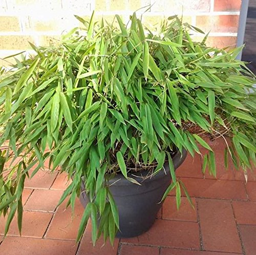 Mini Bambus Luca 15-20cm - Fargesia murielae - lebende Gartenpflanze aus den Baumschulen