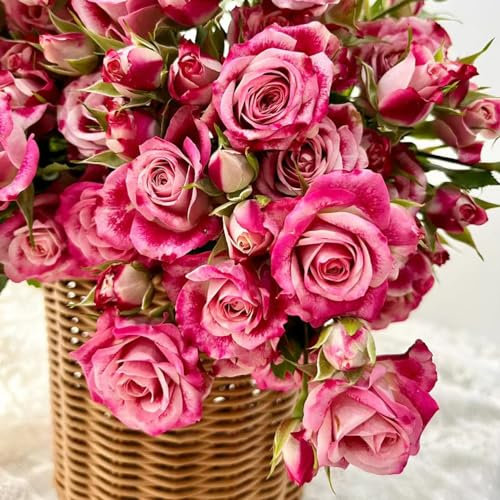 30 pcs rosensamen zum einpflanzen, rosen samen, blumen balkon, bonsai samen kletterrosen winterhart wiesenblumen samen, geschenk garten samen blumenwiese, balkonpflanzen bienenfreundliche