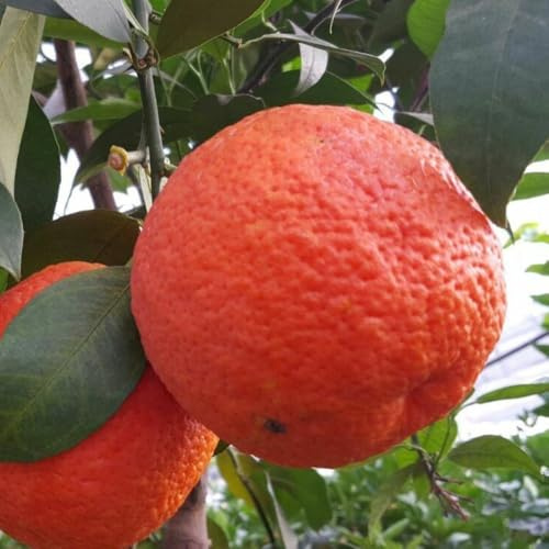PIANTA DI ARANCIO VANIGLIA ROSSA in fitocella - età 2/3 anni