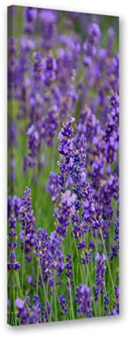 Feeby. Wandbild - 1 Teilig - 30x90 cm, Leinwand Bild Leinwandbilder Bilder Wandbilder Kunstdruck, LAVENDEL, NATUR, VIOLETT