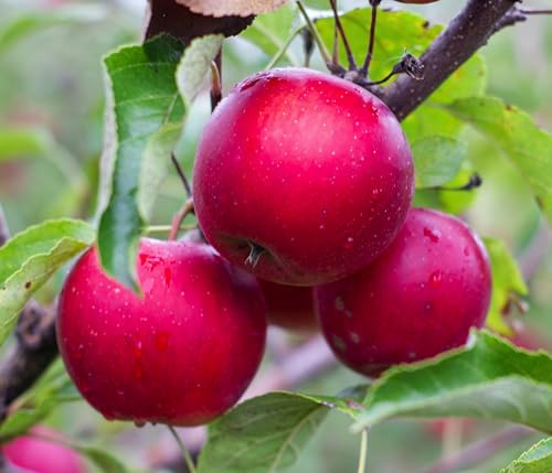 Dehner Rotfleischiger Apfel Baya Marisa, rotes Fruchtfleisch, 150-200 cm | Malus domestica, Apfelbaum mit dunkelroten Früchten, Selbstbefruchter-Sorte, Erntezeit September