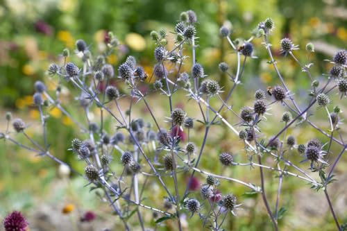 Eryngium planum 'Blaukappe' ca. 9x9 cm Topf - Flachblatt-Mannstreu, stahlblaue Blüten, Blütezeit Juli-September, ideal für Rabatten, trockenheitsresistent, pflegeleicht