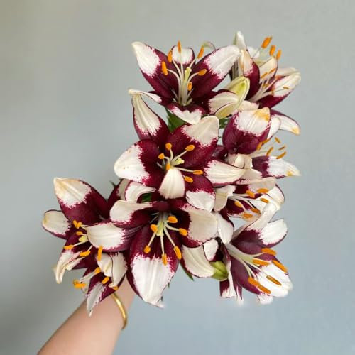 3 piezas Comprar bulbos de lirio - Lilium brownii - plantas hidropónicas, plantas en macetas para exterior lirios gigantes lirios arbóreos tubérculos resistentes flores bulbos regalos