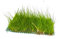 WASSERPFLANZEN WOLFF - ein schöne dichte Matte ca. 130 x 100 mm schöne Nadelsimse/Eleocharis acicularis, Dichte, grasähnliche Vordergrundpflanze, Teppich für kleine Aquarien, Nano-Cube
