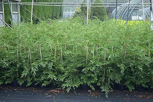 3-4ft Leylandii Green Hedging Conifers, 2ltr pots, Evergreen Hedging (10 Plants)