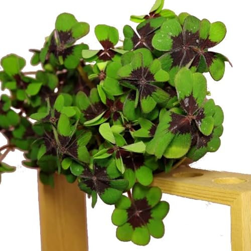 Oxalis Deppei Natural Trébol de Cuatro hojas de la Suerte