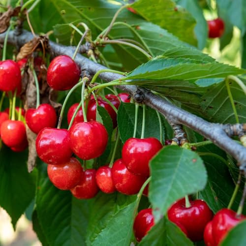Kirschbaum, balkon Kirsch Bio, gartengeschenke garten für sonnige plätze säulenobstbäume 350Samen