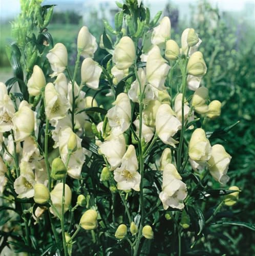 Aconitum napellus 'Album' 11x11 cm Topf – Winterhart, Mehrjährig, Pflegeleicht – Eisenhut – Staude für Beet & Schattenbeet