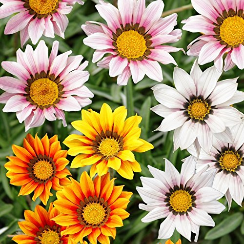 trésor Fleur, gazania Mélange graines - gazania Rigens