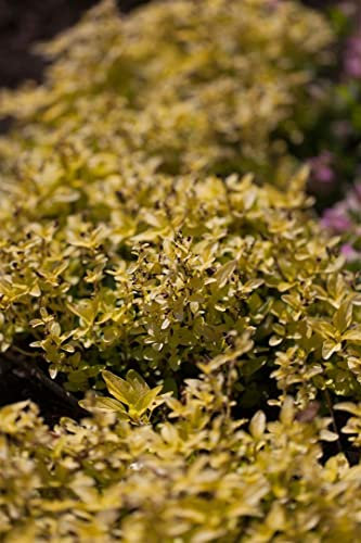 Origanum vulgare 'Aureum' ca. 11x11 cm Topf - Goldmajoran, gelbgrünes Laub, ideal für Kräutergärten, bienenfreundlich, pflegeleicht