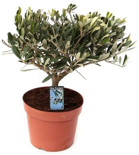 Olivier – Olea europaea – Hauteur : env. 45 cm, diamètre du pot : 13 cm