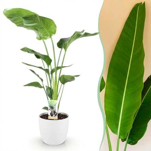 Green boutiQ - Plantes d'intérieur - Strelitzia Nicolai - Fleur de paradis - Peu d'entretien - Vert - 1 Plante - avec Potter Blanc - Pot 21cm - Hauteur 110-120cm