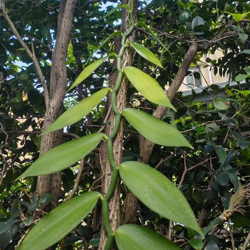 semi orchidea vaniglia - Vanilla planifolia decorazione giardino di al coperto decorazioni giardino esterni 300pcs