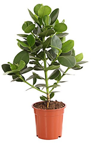 Dehner Rosafarbener Balsamapfel, Blütenstand mit Vanilleduft, ca. 55-65 cm, Ø Topf 17 cm, Zimmerpflanze