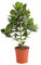 Dehner Rosafarbener Balsamapfel, Blütenstand mit Vanilleduft, ca. 55-65 cm, Ø Topf 17 cm, Zimmerpflanze