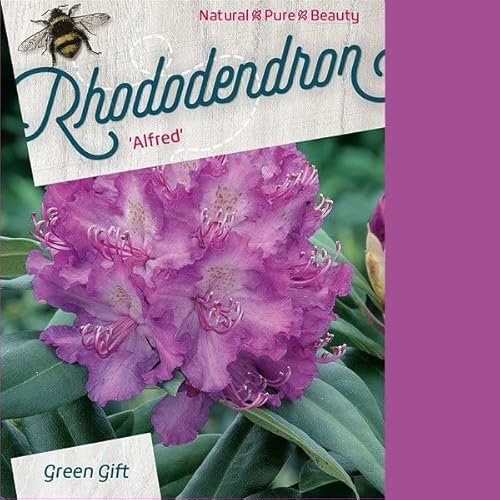Rhododendron 'Alfred' 40-50 cm pot | Arbuste persistant, floraison printanière mauve, parfait en massif & mi-ombre