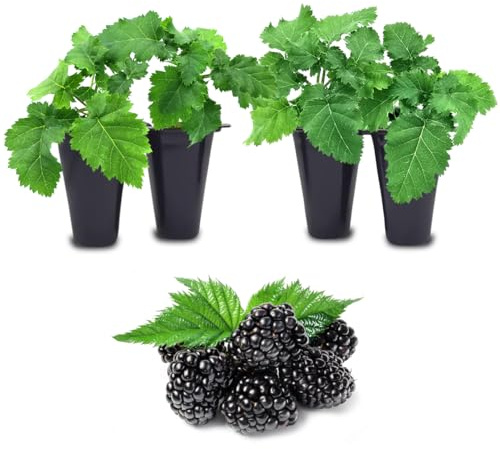 BlackBerry Plants Freedom-Ark (4 Pack) Live for Sale | Easy to Grow Plants | Edible Fruit Plant for Sustainable Living | Grow Your own Food on Your Organic Garden | Live for Planting |
